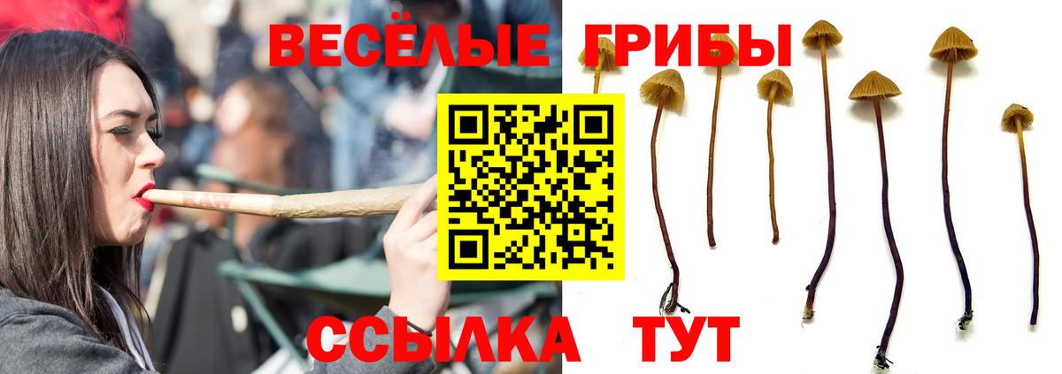Псилоцибиновые грибы GOLDEN TEACHER Нальчик